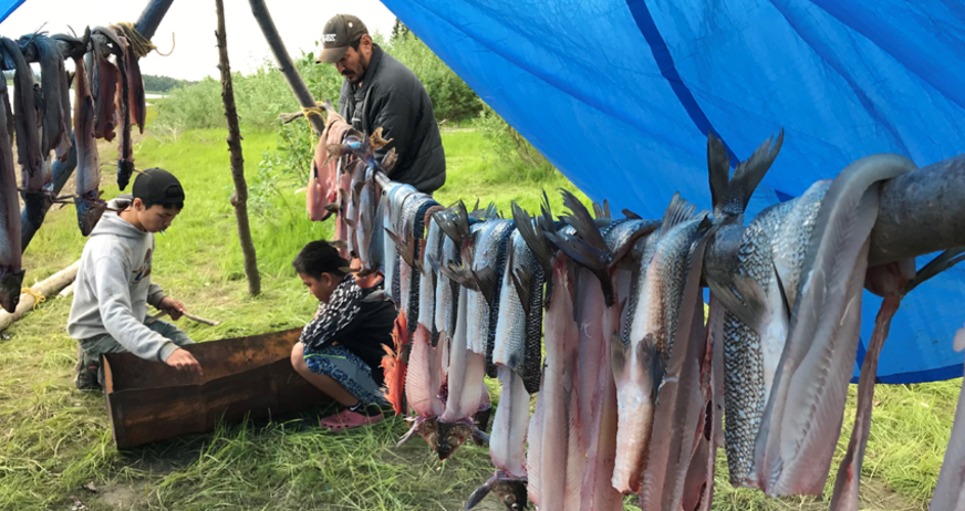 Three people drying and cleaning fish outdoors under a blue tarp, with fish hung on a line.